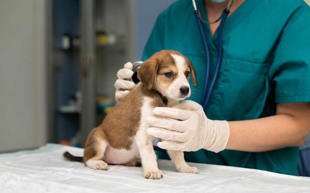 Cuánto es el sueldo de un veterinario en Perú
