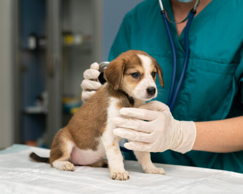 Cuánto es el sueldo de un veterinario en Perú