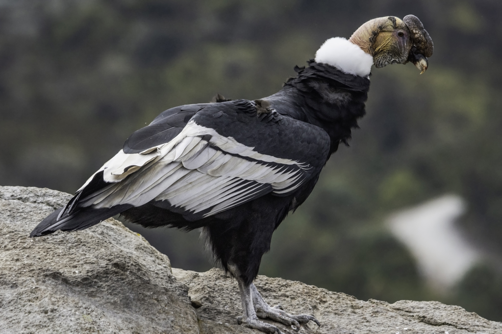 Cuáles son los animales de la sierra peruana en extinción