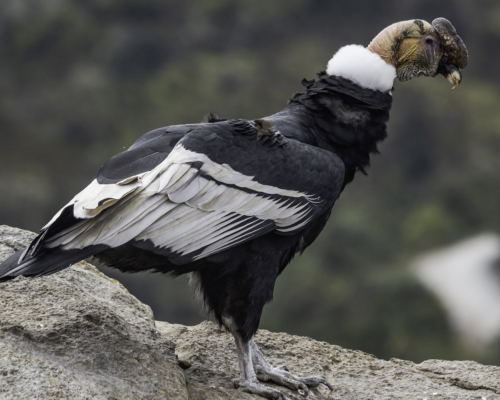 Cuáles son los animales de la sierra peruana en extinción